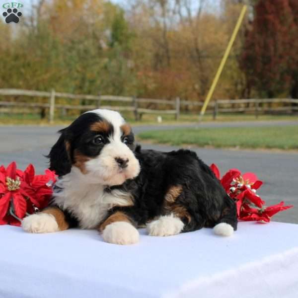 Kassia, Mini Bernedoodle Puppy